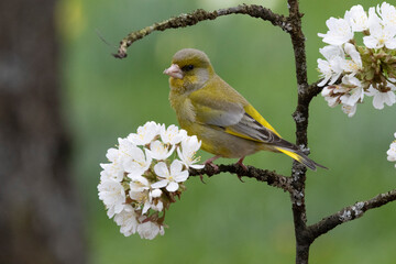 Grünfink (Chloris gloris)
