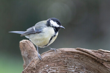 Kohlmeise (Parus major)