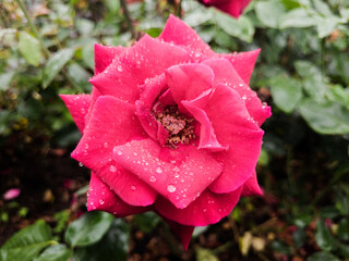 Fototapete bei efototapeten.de bestellen   