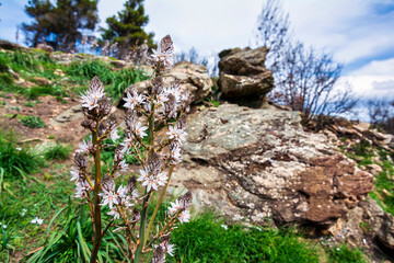 White flowers growing in the grassy fields against the rough rocky cliff on Mount Penteli in Greece