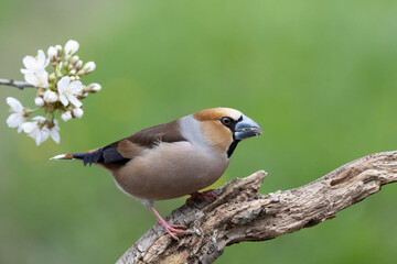 Kernbeißer (Coccothraustes coccothraustes)