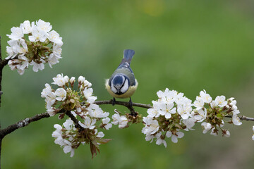 Blaumeise (Cyanistes caeruleu)