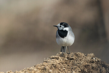 Bachstelze (Motacilla alba)