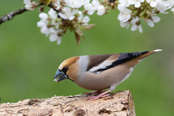 Kernbeißer (Coccothraustes coccothraustes)