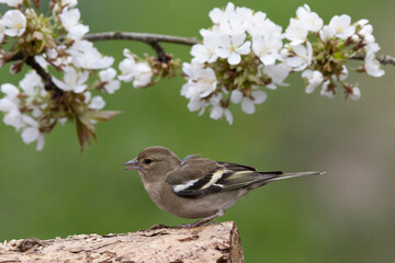 Buchfink (Fringila coelebs)