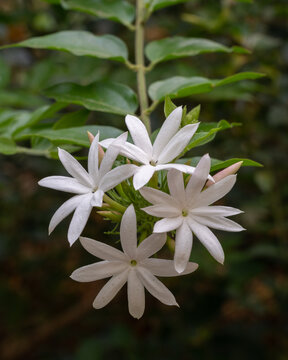 Closeup view of cluster of bright white flowers of jasminum multipartitum shrub aka starry wild jasmine or african jasmine blooming outdoors in tropical garden