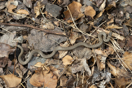 Schlingnatter&nbsp;(Coronella austriaca)