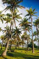 Fototapeta premium Palm trees on the beautiful Anakena beach, Easter Island, Chile