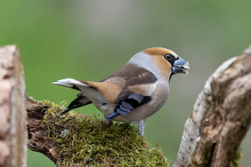Kernbeißer (Coccothraustes coccothraustes)