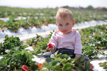 Pensive baby girl sits garden bed of strawberries and holds ripe and juicy berry. Face of little child stained red food. Funny kid on big field of farm.