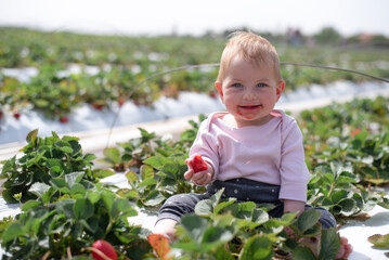 Smiling and happy baby girl sits garden bed of strawberry and eats ripe and juicy berry. Face of little child stained red food. Funny kid on big field of farm