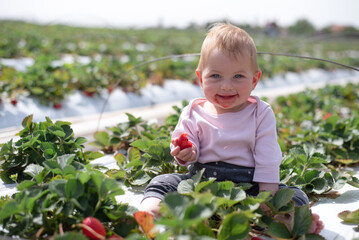 Smiling and happy baby girl sits garden bed of strawberry and eats ripe and juicy berry. Face of little child stained red food. Funny kid on big field of farm