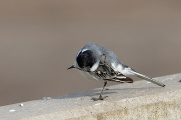 Bachstelze (Motacilla alba)
