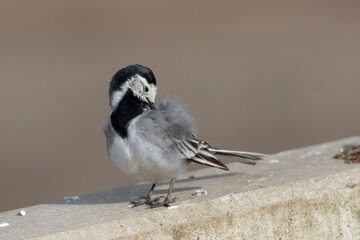 Bachstelze (Motacilla alba)