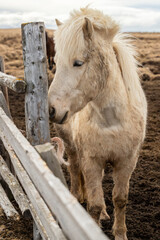 Icelandic horses in the north.