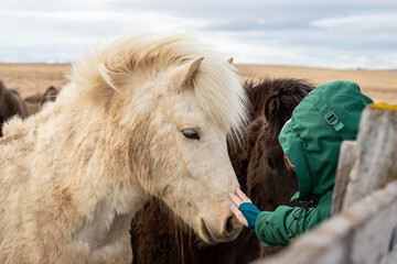 Icelandic horses in the north.