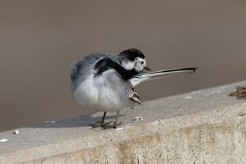 Bachstelze (Motacilla alba)