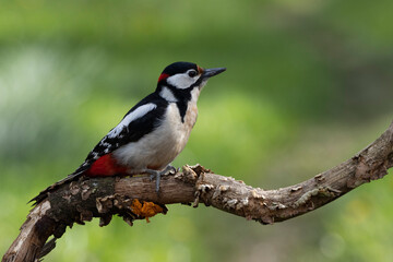 Buntspecht (Dendrocopos major)