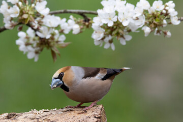 Kernbeißer (Coccothraustes coccothraustes)