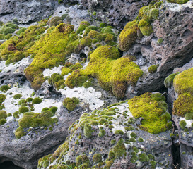 Close up moss grown up cover the rough stones and on the floor in the forest. Show with macro view. Rocks full of the moss