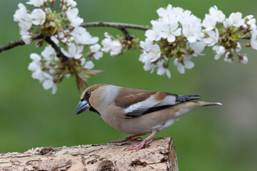 Kernbeißer (Coccothraustes coccothraustes)