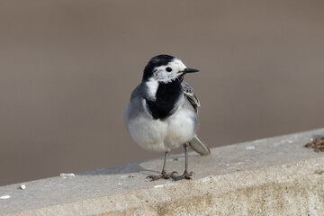 Bachstelze (Motacilla alba)