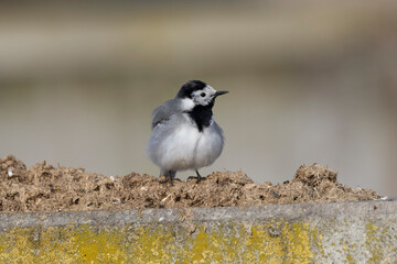 Bachstelze (Motacilla alba)