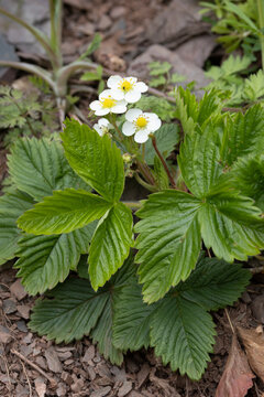 Walderdbeere (Fragaria vesca) 
