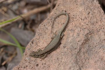 Mauereidechse (Podarcis muralis)