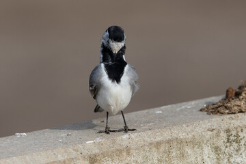 Bachstelze (Motacilla alba)