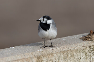 Bachstelze (Motacilla alba)