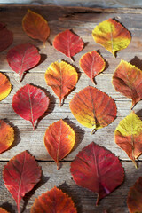 Autumn background. Red, orange leaves from trees on a wooden background. Alder leaf.