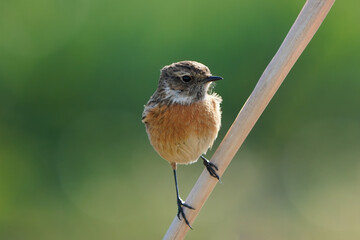 Saxicola rubicola perched on a branch