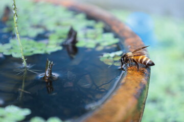 Honey bees drinking water. Closeup honey bees drinking water on the edge of a fishbowl in the...
