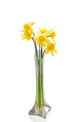 Yellow daffodils in a transparent glass vase on a white background