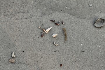 Shell Hermit Crab is on a sandy beach