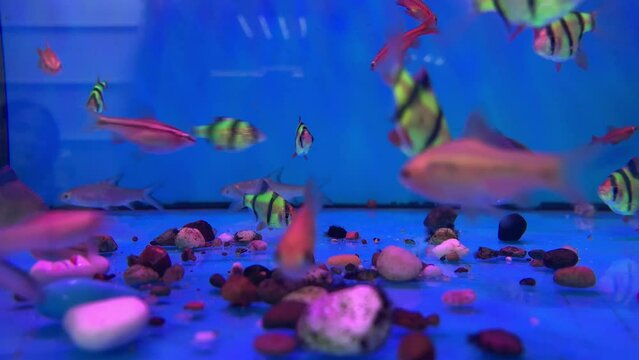 Colorful exotic fish swimming in blue water aquarium with green tropical plants. At home Fishbowl with freshwater animals in the room. High quality 4k footage