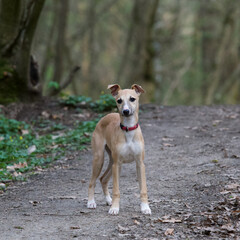 Front view of one cute puppy whippet on a pathway in a french forest called 