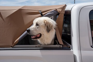 The head of a large white dog, probably a Great Pyranees, with his head sticking out of the back of a pickup truck. © Deborah Howe