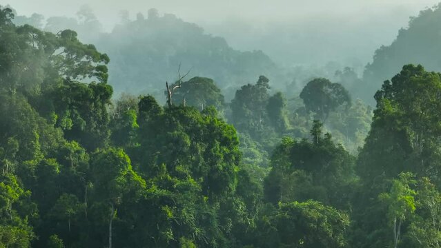 Jungle and rainforest in the morning mist. Borneo. Sabah, Malaysia.