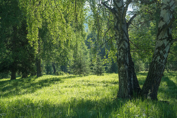 Fototapeta premium View of forest glade, green summer view