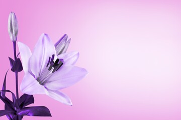 Beautiful fresh flower on color background