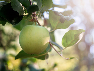 Apples growing on an apple tree. Harvest , Ecological cultivation, fertilizers.