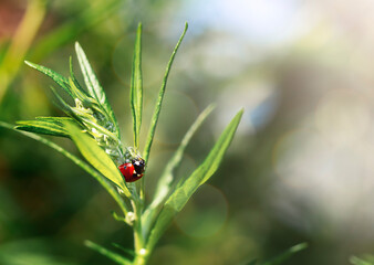 Ladybug on a plant. Concept of summer