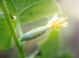 The growth of a small cucumber. Natural farming, organic vegetable growing, fertilizers.