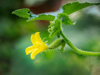 The growth of a small cucumber. Natural farming, organic vegetable growing, fertilizers.