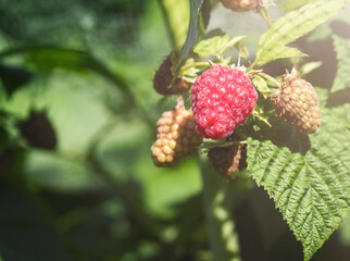 Raspberries. Harvest, natural farming, organic products.