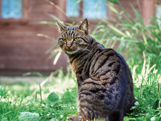 Portrait of a striped cat. Pets.Protection against ticks.