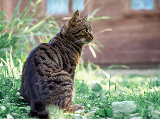 Portrait of a striped cat. Pets. Protection against ticks.