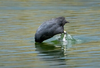 Coot (Fulica atra) water bird with head under water, starting a dive 